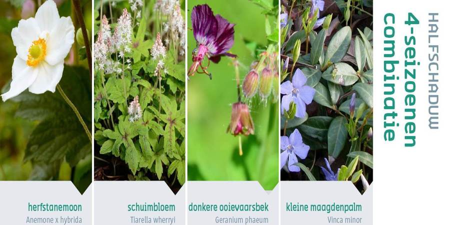 Collage van herfstanemoon 'Honoire Jobert', schuimbloem, donkere ooievaarsbek en kleine maagdenpalm Collage van herfstanemoon 'Honoire Jobert', schuimbloem, donkere ooievaarsbek en kleine maagdenpalm